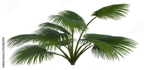 Collection of 3D tropical plants and foliage PNG illustrations. © Mike