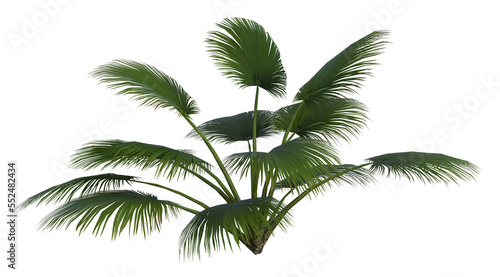 Collection of 3D tropical plants and foliage PNG illustrations.