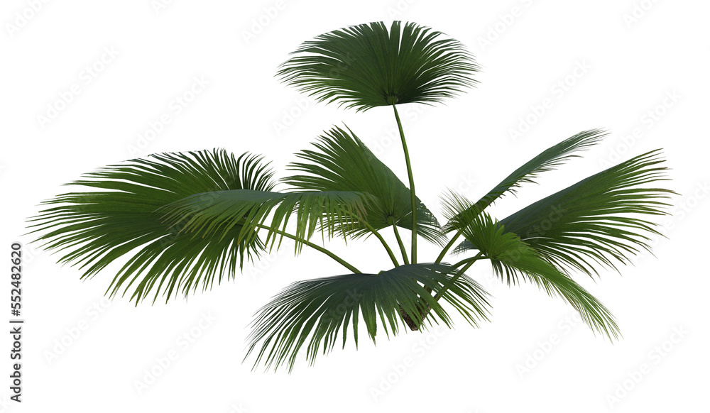 Collection of 3D tropical plants and foliage PNG illustrations. Collection of 3D tropical plants and foliage PNG illustrations.