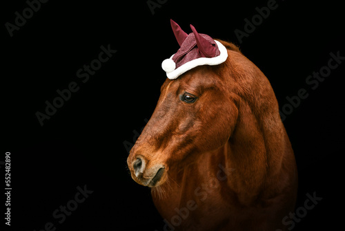 Black shot christmas portrait of a dark chestnut brown quarter horse gelding. Horse isolated on black background