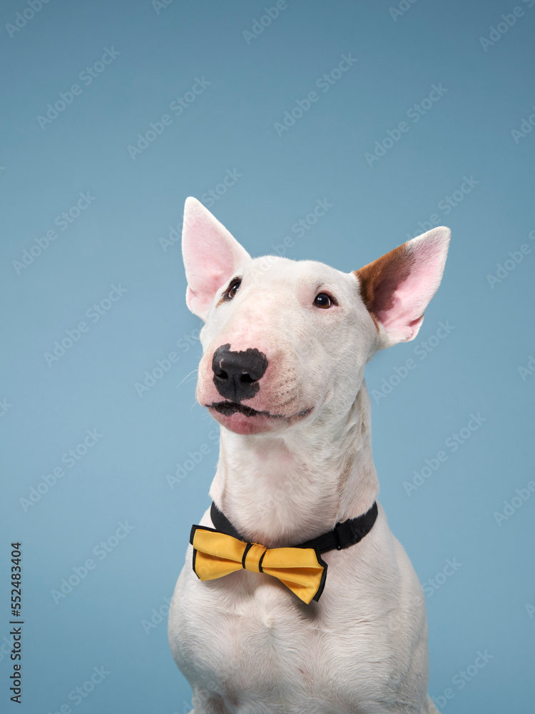 white bull terrier on a blue background. cute dog studio In yellow bows, for design.