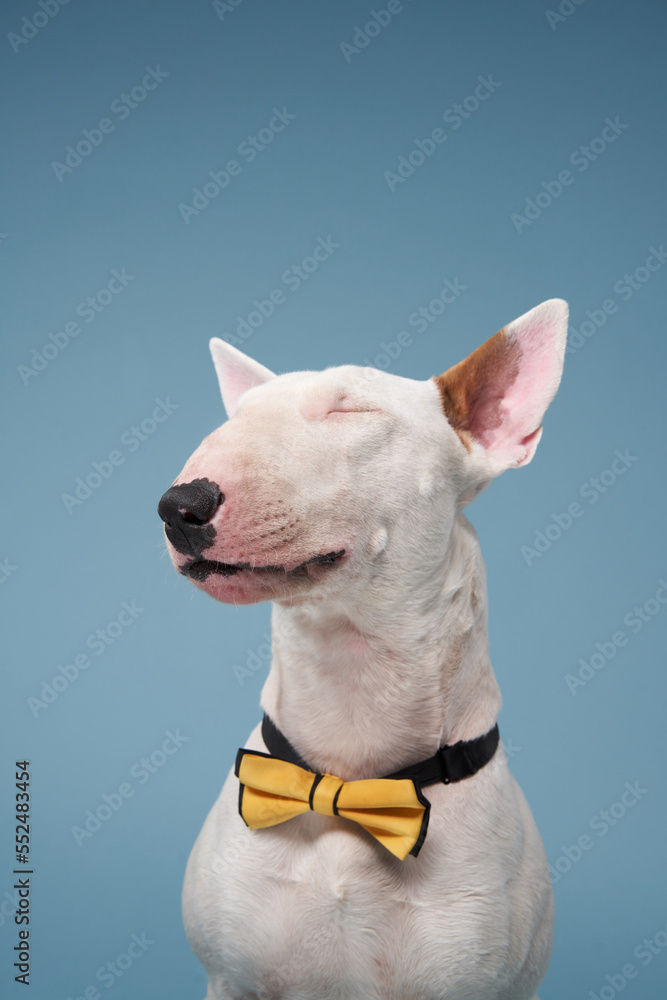 white bull terrier on a blue background. cute dog studio In yellow bows, for design.