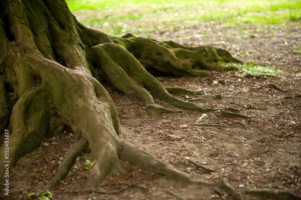 Tree roots visible through soil in forest