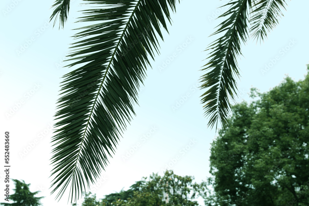 Beautiful tropical leaves of palm tree against clear sky Beautiful tropical leaves of palm tree against clear sky
