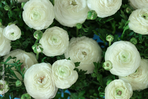 ranunculus flowers background.buttercup flowers background. Floral card in delicate white and blue colors. 