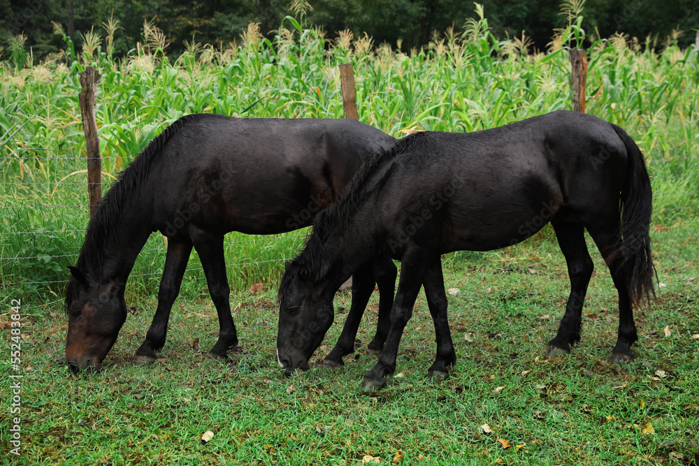 Two beautiful black horses grazing near corn field outdoors Two beautiful black horses grazing near corn field outdoors