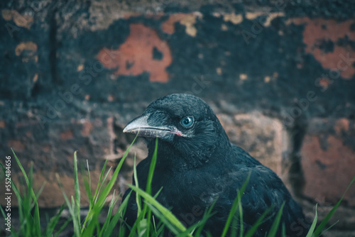 A close-up picture of a Crow
