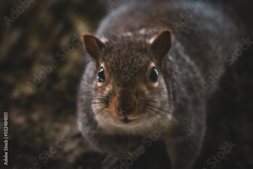 English Grey Squirrel in the park © Boys in Bristol