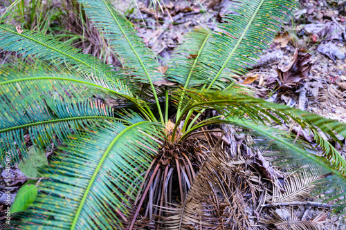 Cycad palm is ancient plant in the age of dinosaur photo