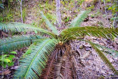 Cycad palm is ancient plant in the age of dinosaur photo