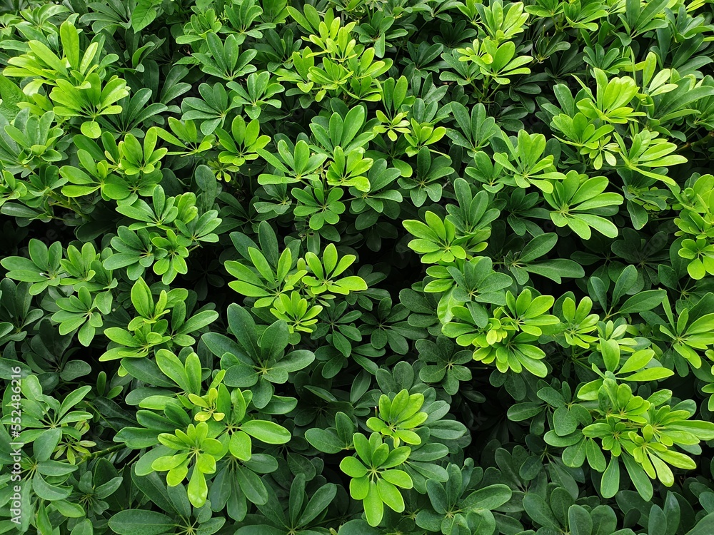 Umbrella Tree, Octopus tree , Schefflera arboricola (Hayata )cv, araliaceae.Shrub beautiful green background.popular plant species used in gardening Umbrella Tree, Octopus tree , Schefflera arboricola (Hayata )cv, araliaceae.Shrub beautiful green background.popular plant species used in gardening