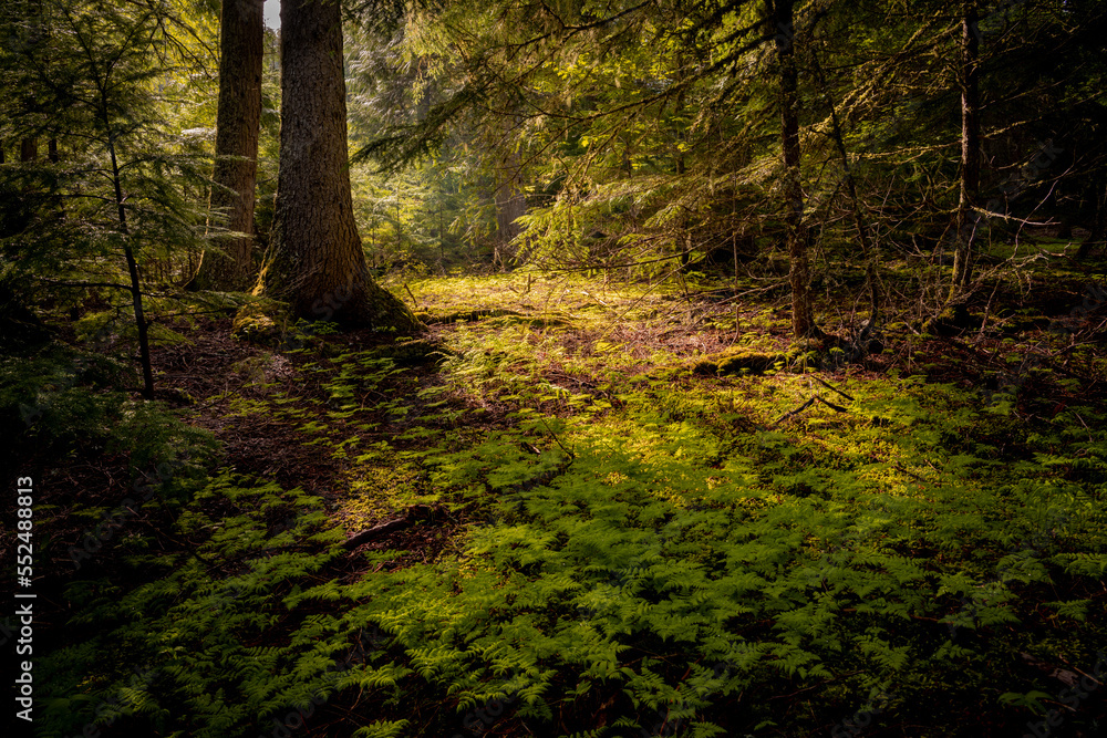 Idyllic landscape of green forest with ferns and cedar trees illuminated by the morning sun along the Trail of the Cedars in Glacier National Park, Montana Idyllic landscape of green forest with ferns and cedar trees illuminated by the morning sun along the Trail of the Cedars in Glacier National Park, Montana