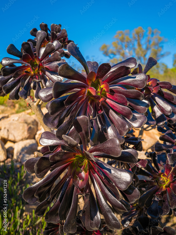 Aeonium arboreum, or black rose, succulent, subtropical subshrub plant, nature trail landscape at Alta Vista park in Vista, Southern California, USA
