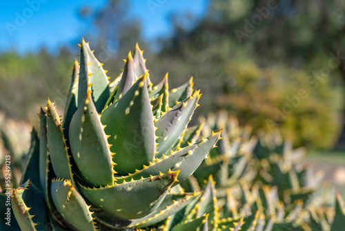 Aloe brevifolia blue-green evergreen succulent perennial plant closeup, nature trail landscape at Alta Vista park in Vista, Southern California, USA photo