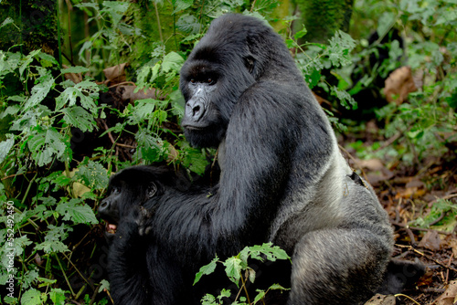 A large endangered Silverback Gorilla (Gorilla beringei beringei) mating, Rwanda.  © Grantat