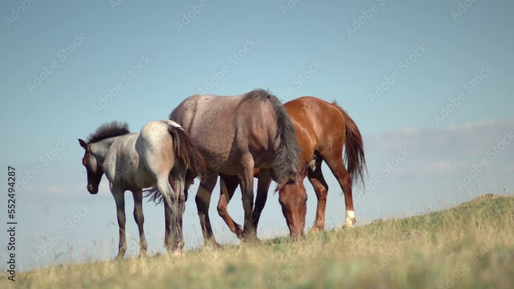 Brown wild horses grazing on the meadow in the mountain valley, beautiful mountain landscape with horses against the blue sky Brown wild horses grazing on the meadow in the mountain valley, beautiful mountain landscape with horses against the blue sky