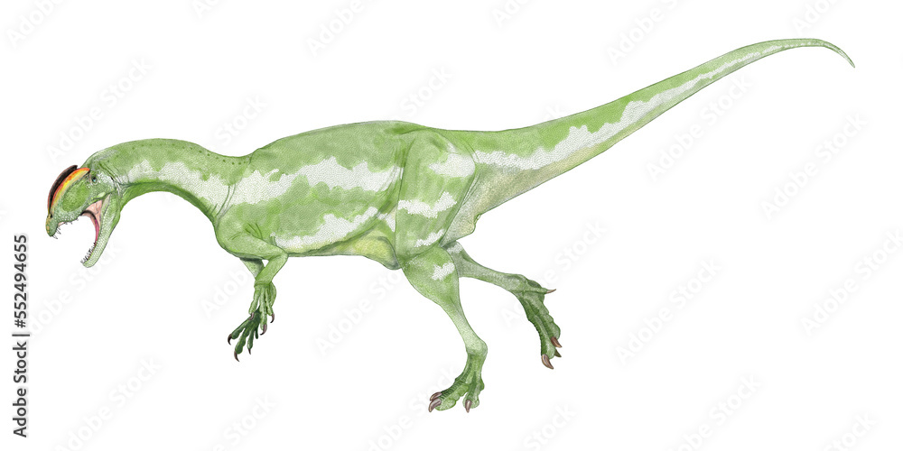 リリエンステルヌスは三畳紀後期（2億1000万年前）に現在のドイツに生息していたコエロフィシス上科の獣脚類恐竜の絶滅属の一つです。体長は約5 メートルで中型の二足歩行の地上性捕食者でした。ヨーロッパで発見された三畳紀の獣脚類としては既知では最も完全で、最大のものの一つである。2022年の新作
