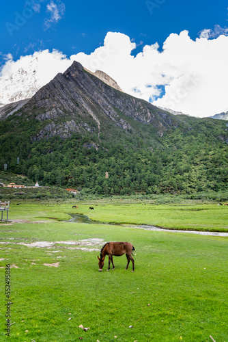 Horse at the Luorong Cattle Farm, 4150 meters above sea level, is surrounded by three snow-capped mountains. It is the starting point for the track to five-color sea and the milk sea.