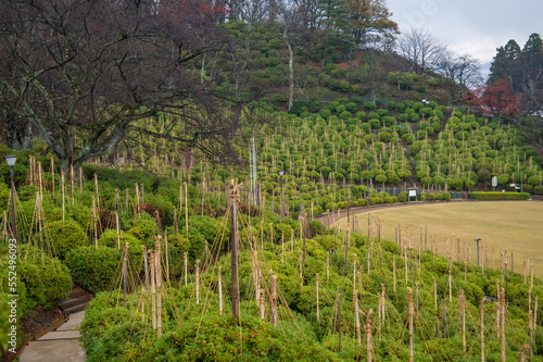 cover the azalea to protect it against from snow ー　つつじの雪囲い　雪囲い

