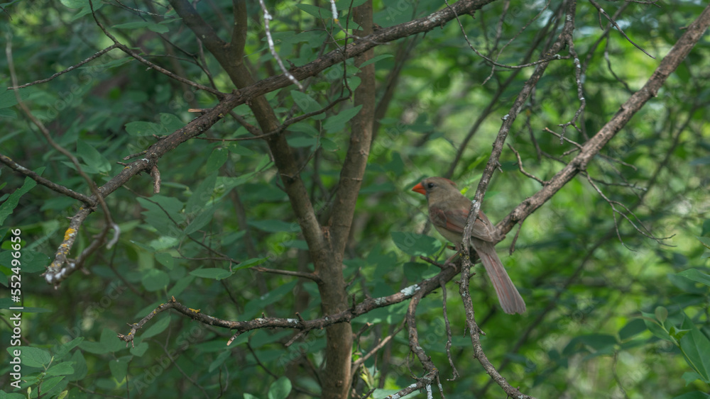 Red Bird, Female Cardinal in Tree Red Bird, Female Cardinal in Tree