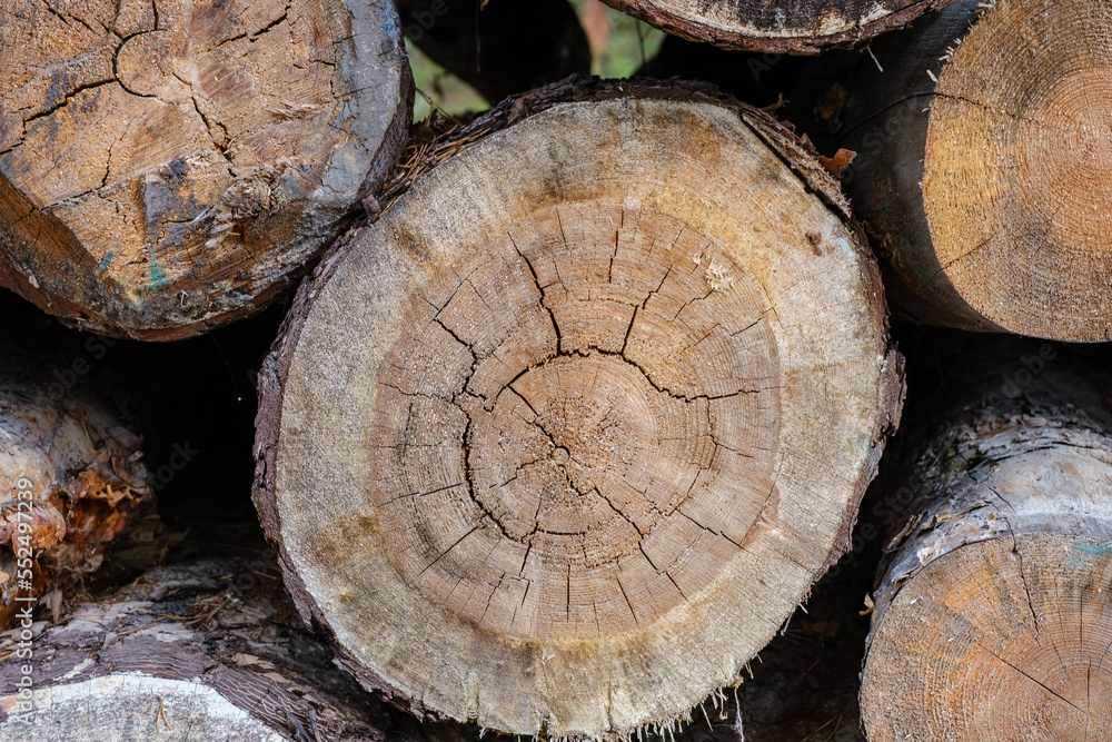 Old sawed-off tree trunk in forest with cracks