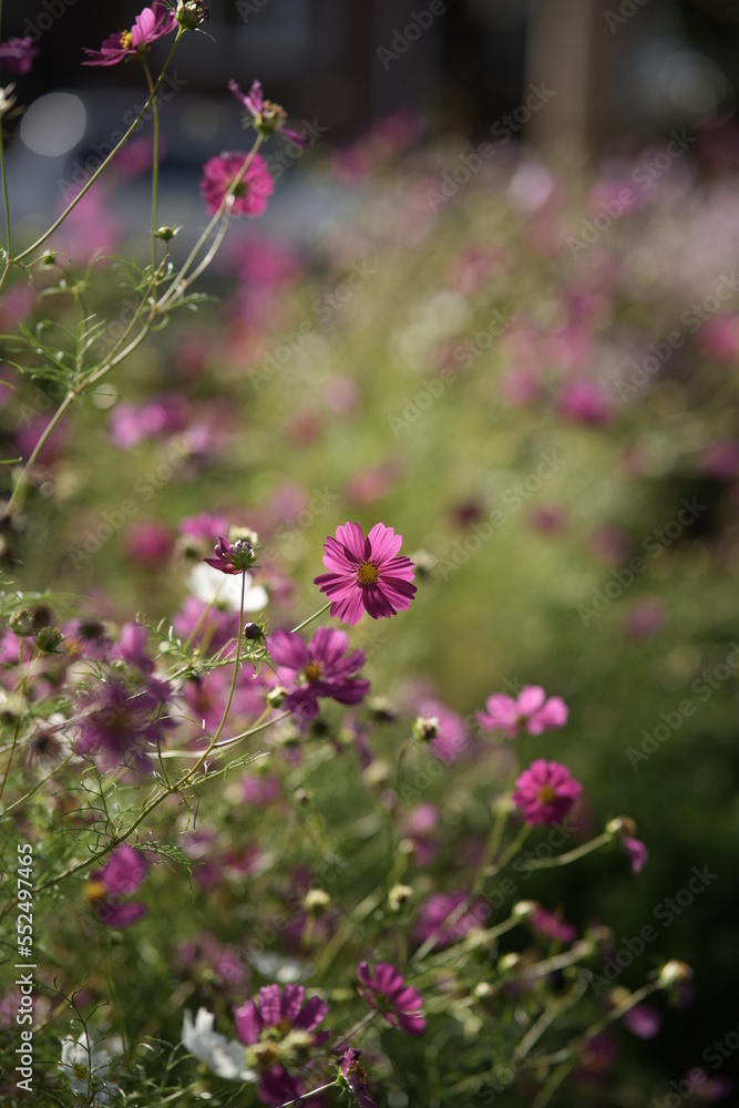 Fototapeta premium Purple flowers