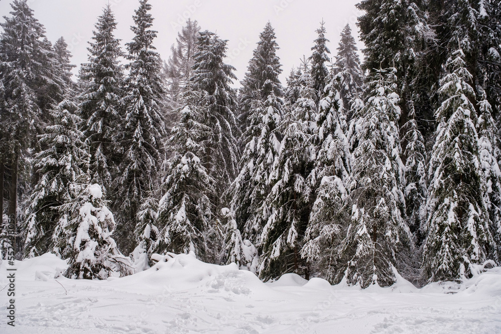 Spruce Tree Forest Covered by Snow in Winter. Picturesque view of snow-capped spruces on a frosty day. Germany. Spruce Tree Forest Covered by Snow in Winter. Picturesque view of snow-capped spruces on a frosty day. Germany.