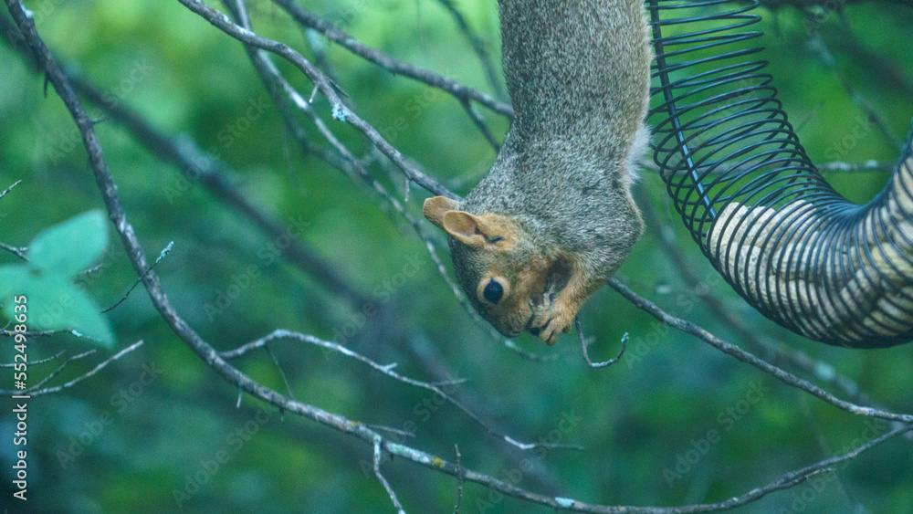 Squirrel hanging in tree with feeder eating nut Squirrel hanging in tree with feeder eating nut