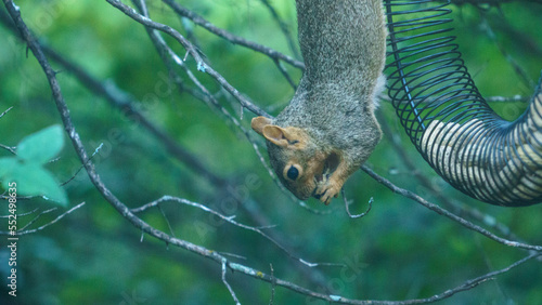 Squirrel hanging in tree with feeder eating nut