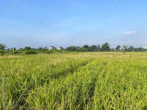 Beautiful view of rice field and sky landscape on the farm.