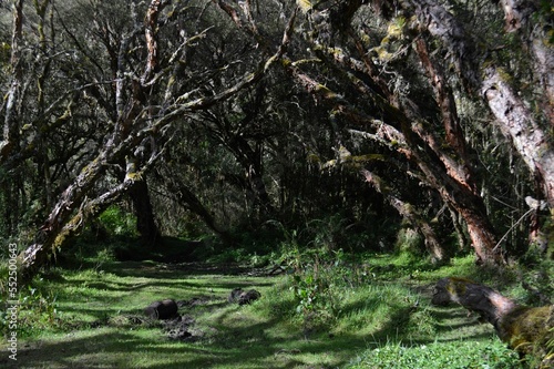 moss covered tree