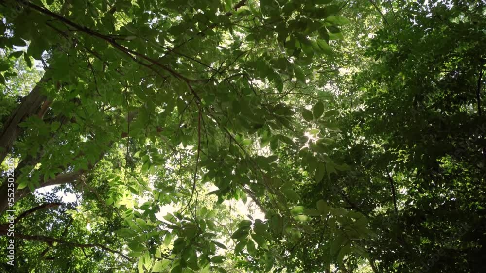 leaves in the forest. Low angle tree walking forest morning sun rays. leaves in the forest. Low angle tree walking forest morning sun rays.