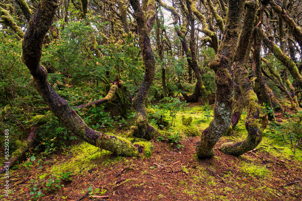 Gnarled trees and a moss-covered forest-floor Gnarled trees and a moss-covered forest-floor