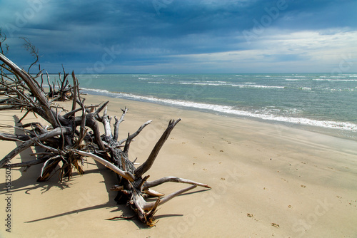 Fallen trees on sandy beach under inclement sky. photo