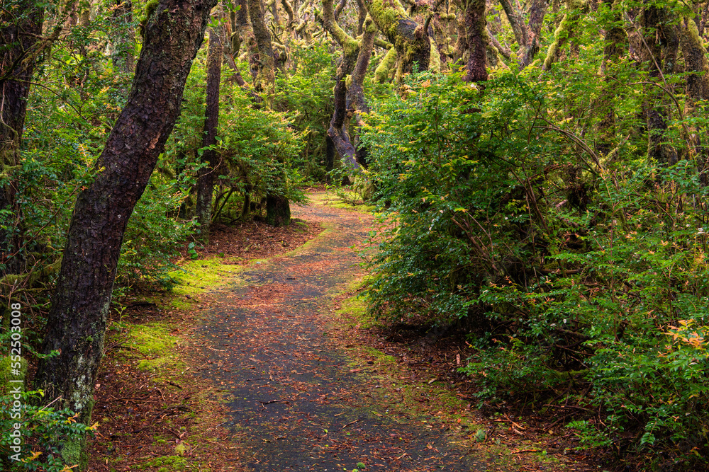 Obraz premium Path curving through a forest with moss-covered trees