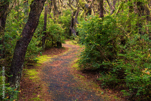 Path curving through a forest with moss-covered trees