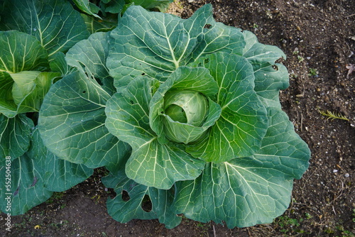 Overhead view of cabbage