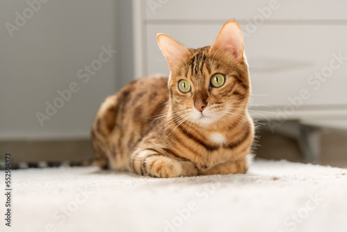 Cute bengal cat in on the floor of the house.
