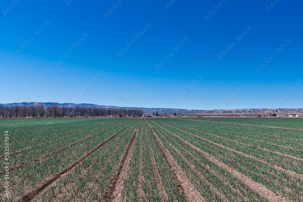 Agricultural scene of rows of onion plants in perspective on a farm in southern New Mexico