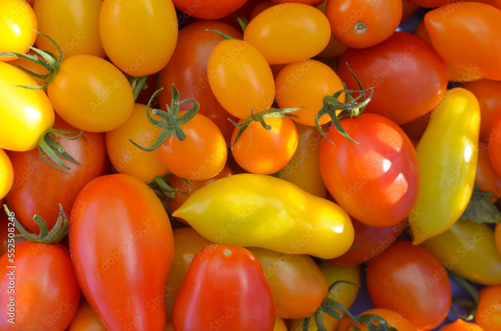 Fresh a lot of tomatoes . Colorful vegetable. Cherry Tomatoes, Grape Tomatoes. ミニトマト Fresh a lot of tomatoes . Colorful vegetable. Cherry Tomatoes, Grape Tomatoes. ミニトマト