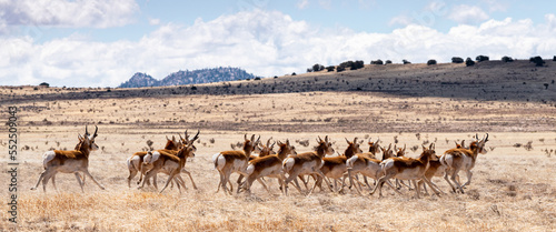 A herd of pronghorn antelope running across grassland in New Mexico