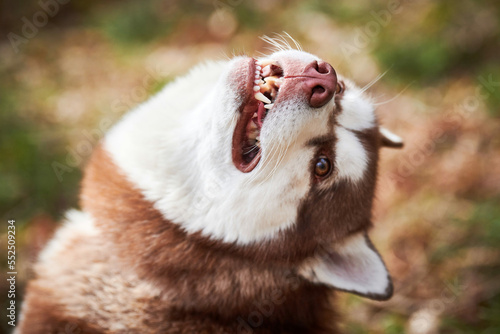 Fotografía Siberian Husky dog portrait with brown eyes and brown white color, cute sled dog breed