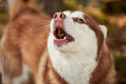 Cuadro en lienzo Siberian Husky dog portrait with brown eyes and brown white color, cute sled dog breed
