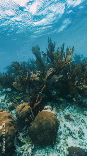 vertical underwater photo of fan coral and fish in the reef in mexico