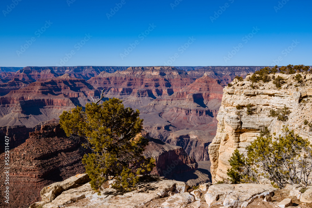 Grand Canyon view on clear day with rim and juniper tree in foreground