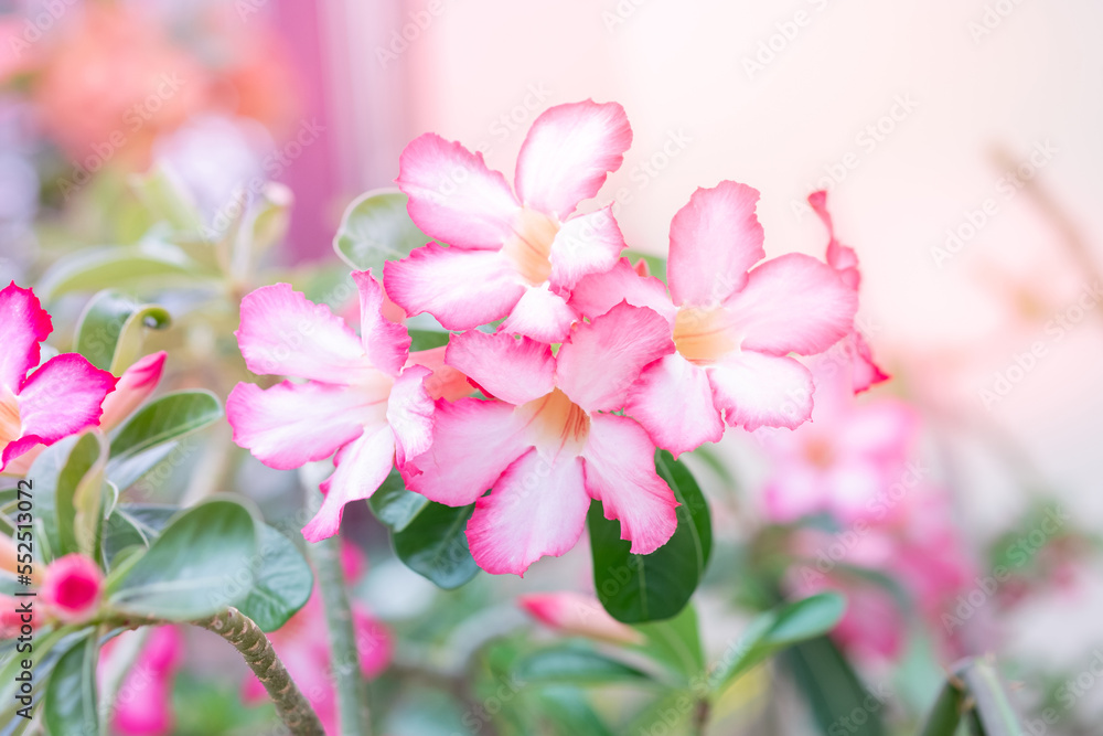 Obraz premium Beautiful pink Adenium flowers in the garden.