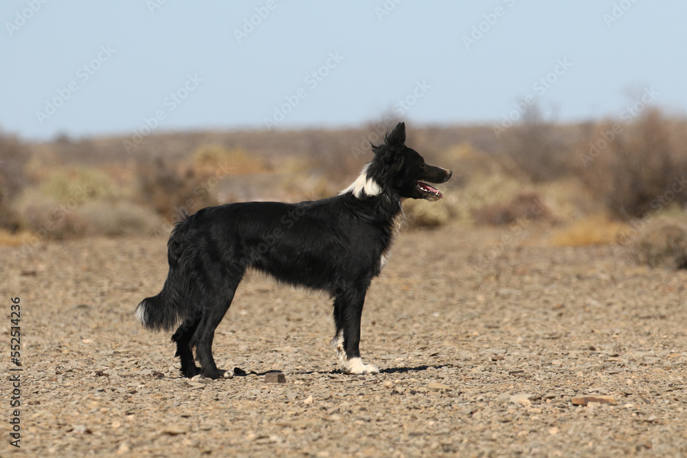 Fototapeta premium Border collie used to herd sheep on a deep rural farm near Brandvlei, South Africa