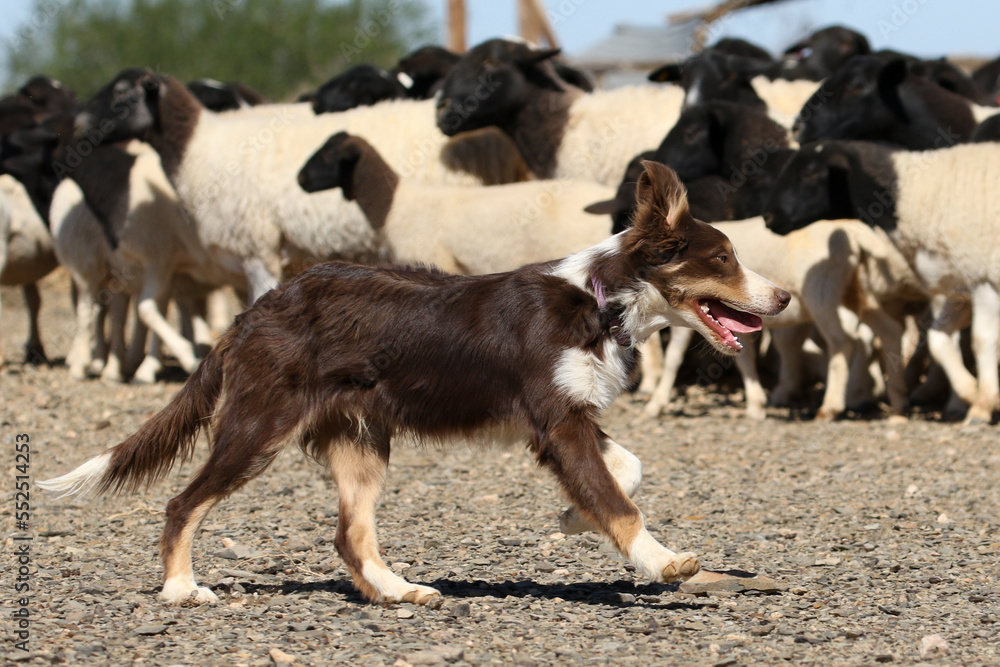 Border collie herding sheep in Bushmanland, South Africa Border collie herding sheep in Bushmanland, South Africa