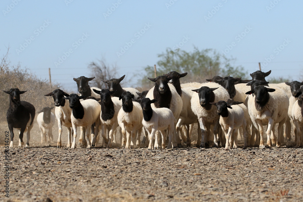Boesmanlander breed of sheep in Bushmanland South Africa. They are able to cope with the harsh semi-desert climate of the region.