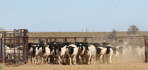 Boesmanlander breed of sheep in Bushmanland South Africa. They are able to cope with the harsh semi-desert climate of the region.